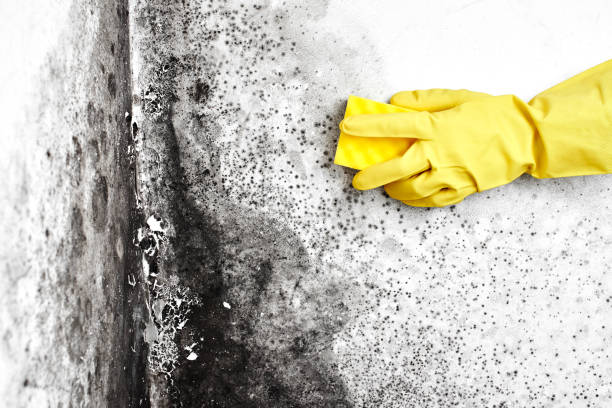 Best Mold Remediation for Schools in Hickory, NC