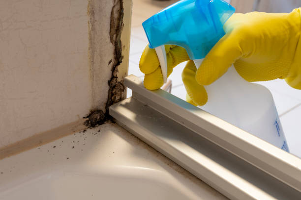 Professional Mold Remediation in Hickory, NC