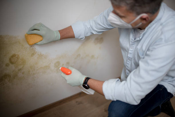 Best DIY Mold Remediation Support Services in Hickory, NC