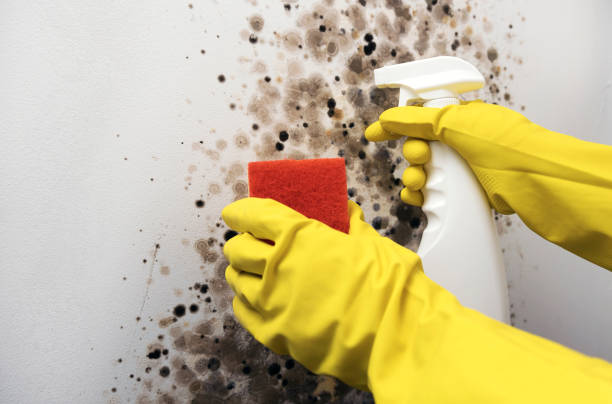 Best Bathroom Mold Remediation in Hickory, NC
