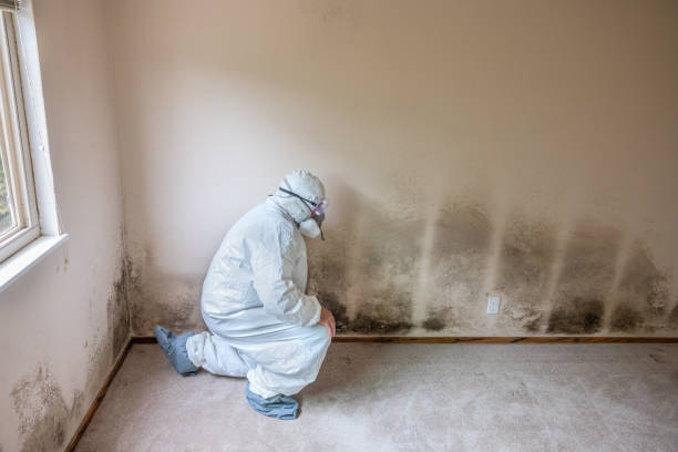 Best Black Mold Remediation in Hickory, NC