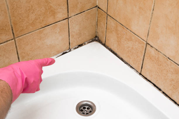 Best Black Mold Remediation in Hickory, NC